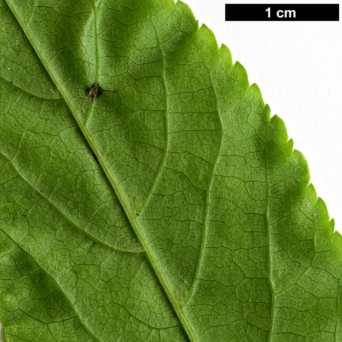 High resolution image: Family: Juglandaceae - Genus: Pterocarya - Taxon: tonkinensis